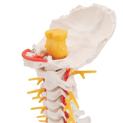 3B Scientific Cervical Spine Model